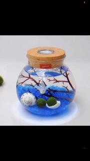 Set Tảo cầu Marimo bình thuỷ tinh đèn LED (như hình)
