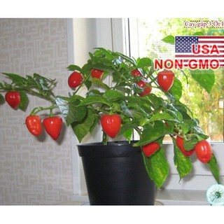 Hạt Giống Ớt Siêu Cay Red Habanero - Gói 5 hạt