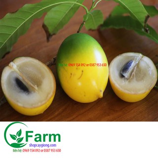 Cây vú sữa hoàng kim