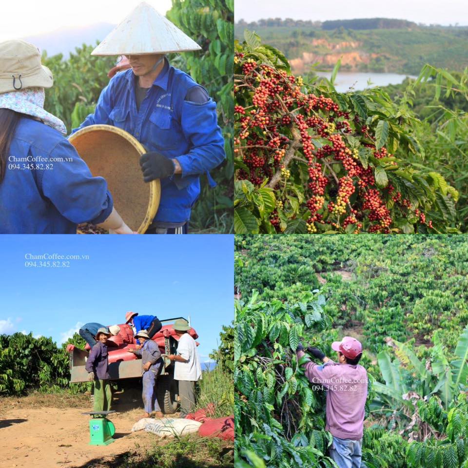 Combo 3 bịch cà phê nguyên chất rang mộc Chậm Coffee – Yêu Thương 250g (Kèm phin) | BigBuy360 - bigbuy360.vn