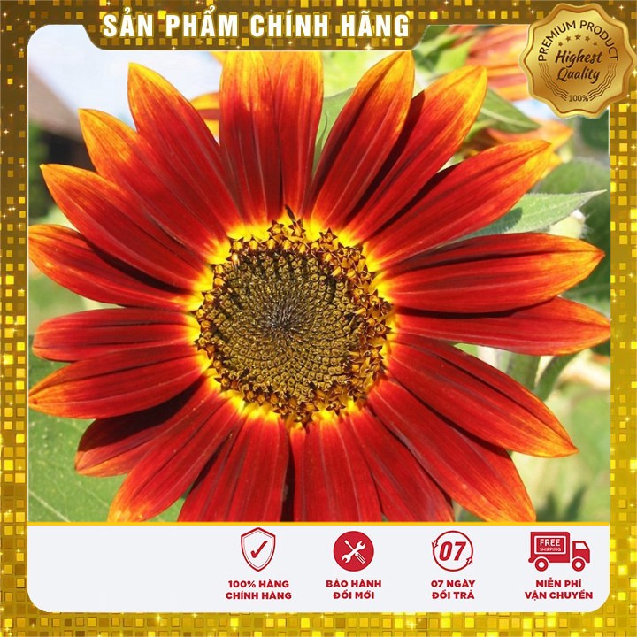 Hạt giống hoa hướng dương mix nhiều màu LUCKY SEEDS - 30 hạt