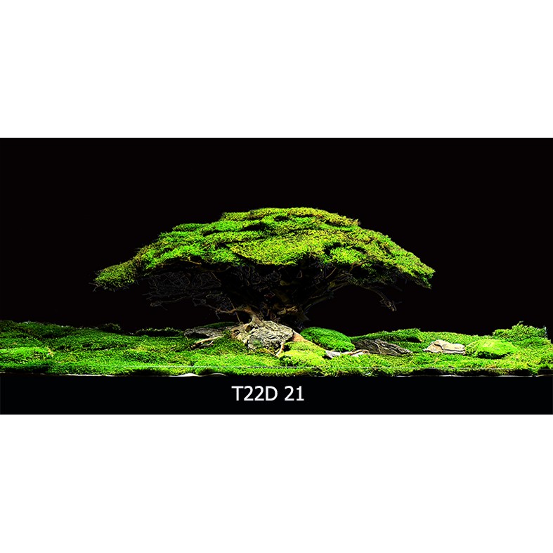 Tranh 3D bể cá T22D-021 kt (60,80,90,100,1m2,1m5,1m6)