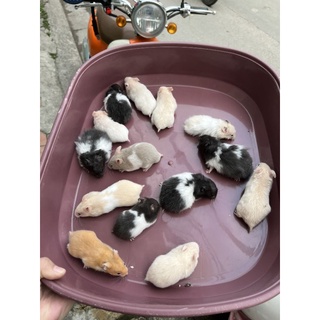 Chuột Hamster Bear màu bò sữa