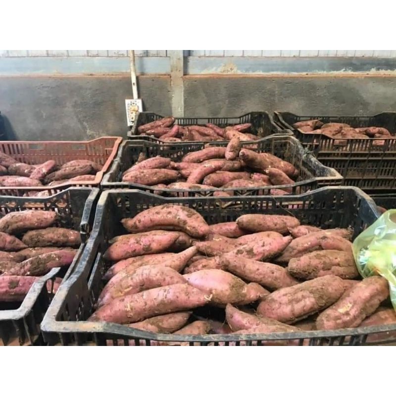 👉 1kg Khoai Lang mật TÀ NUNG