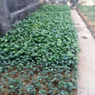Cây xạ đen giống đóng bầu