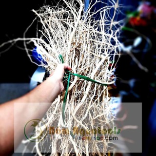 Rễ Rừng, Rễ Dẻo - Lũa Rễ Setup bể thuỷ sinh (100 gram)