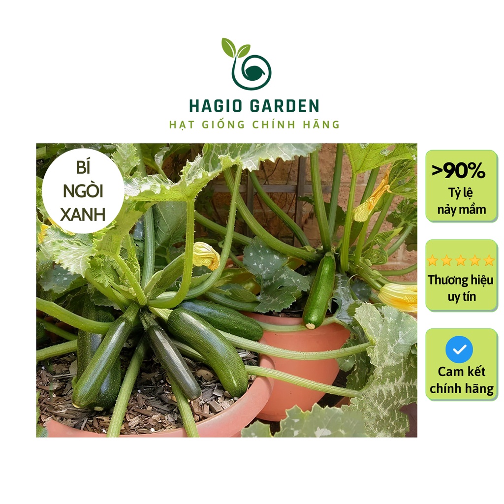 Hạt giống bí ngòi xanh Rado 639 chính hãng Rạng Đông nhiều quả, hạt giống rau củ quả HAGIO