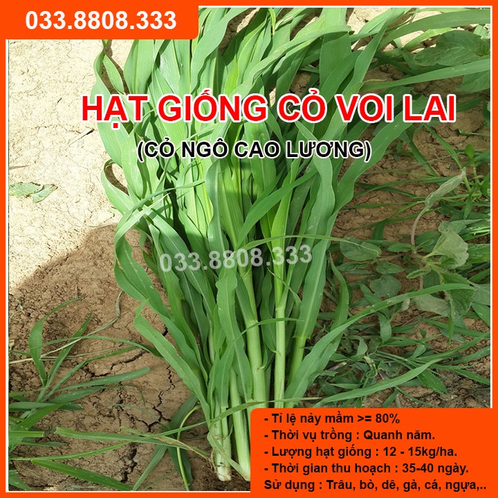 Hạt Giống Cỏ Voi Lai 1kg  - Cỏ Chăn Nuôi Năng Suất Cao Không Lông