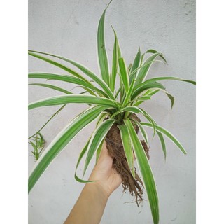 Bầu lan chi, dây nhện, bạch chỉ thanh lọc không khí sống khỏe trong nước hoặc đất