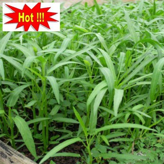 Hạt giống Rau Muống Lá Tre dễ trồng 50 hạt
