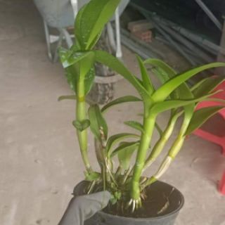 Denro nắng sing Carol