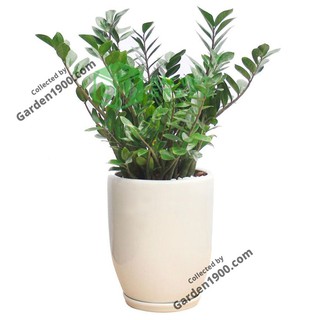 Cây kim tiền size to - Cây kim phát tài size to - Garden1900