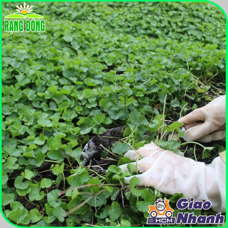 Hạt giống Rau Má Lá Lớn trồng quanh năm, năng suất cao - Hạt giống Rạng Đông