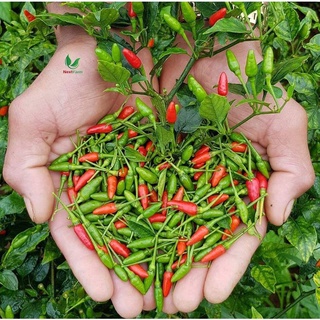 Hạt Giống Ớt Chỉ Thiên Siêu Cay F1 nảy mầm 💯🌱