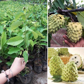 Cây Giống Na Đài Loan Quả Siêu To Khổng lồ