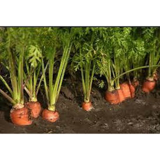 Gói 5 gram hạt giống cà rốt đỏ