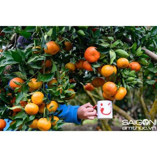 Cây cam đường canh