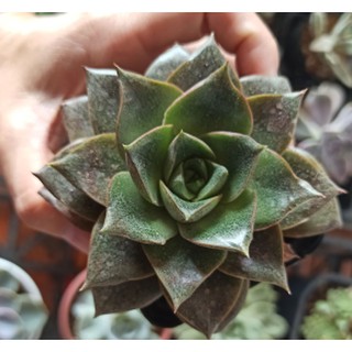 Sen đá hoa hồng đen Echeveria purpusorum cánh nhọn và cánh   (Đọc mô tả)