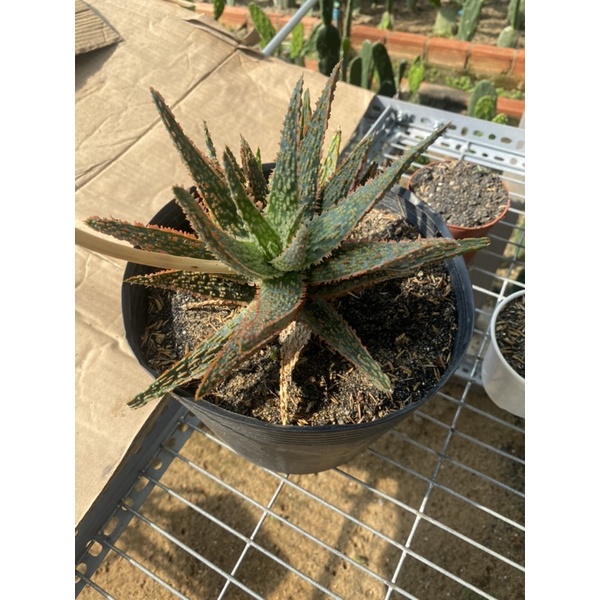 Xương Rồng Aloe đỏ