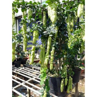 Huyền chăm công chúa