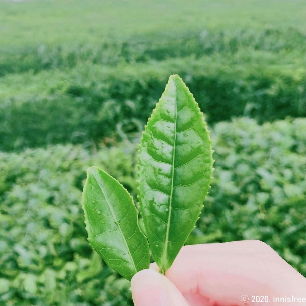 Sửa Rửa Mặt INNISFREE GREEN TEA HYDRATING AMINO ACID CLEANSING FOAM 150G
