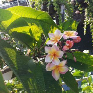 Cây 🌲 Sứ Đại  Nhập Thái