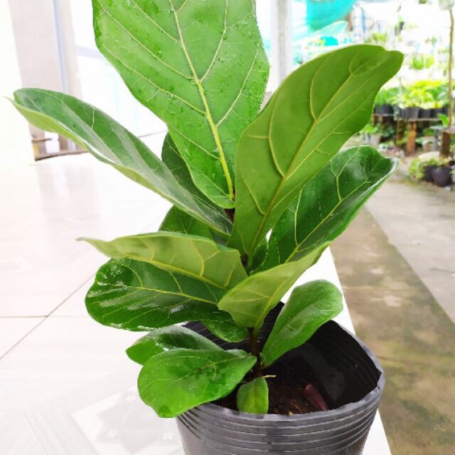 Cây bàng singapore để bàn 30cm