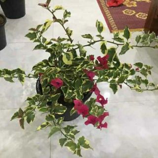Giấy cẩm thạch siêu hoa. ...nhiều màu