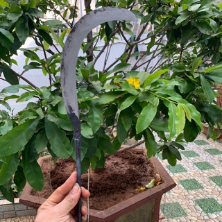 Cu liêm cỡ nhỏ giật cành, hái trái cây....