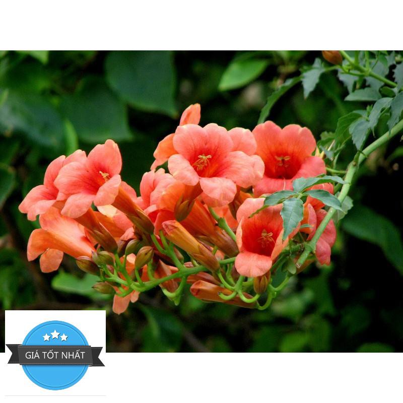 Hạt giống Hoa đăng tiêu hoa leo đẹp chống nắng hè tuyệt đẹp 10 hạt