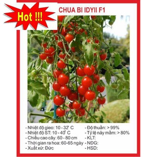 Hạt giống Cà Chua Bi Chùm 30 Hạt