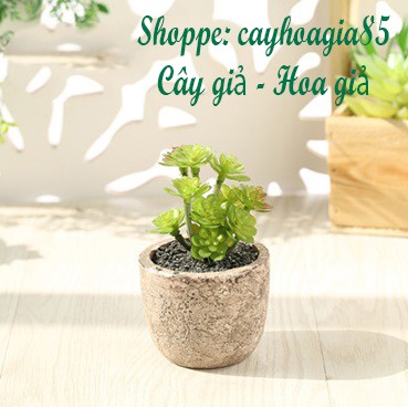 Cây giả - Chậu Sen đá