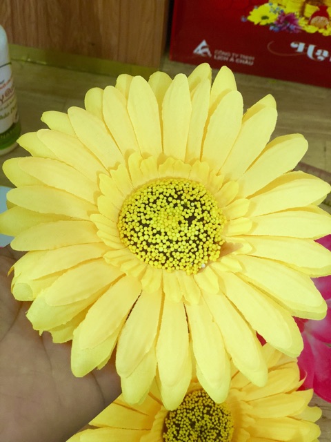 Hoa múa sân trường