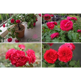 Hoa hồng Red Leonardo Da Vinci rose