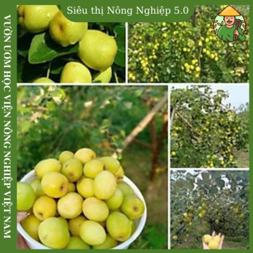 Cây giống táo đào vàng F1, giống cây táo đào vàng đại học nông nghiệp, cây táo đào vàng ghép cao 25cm - 35cm