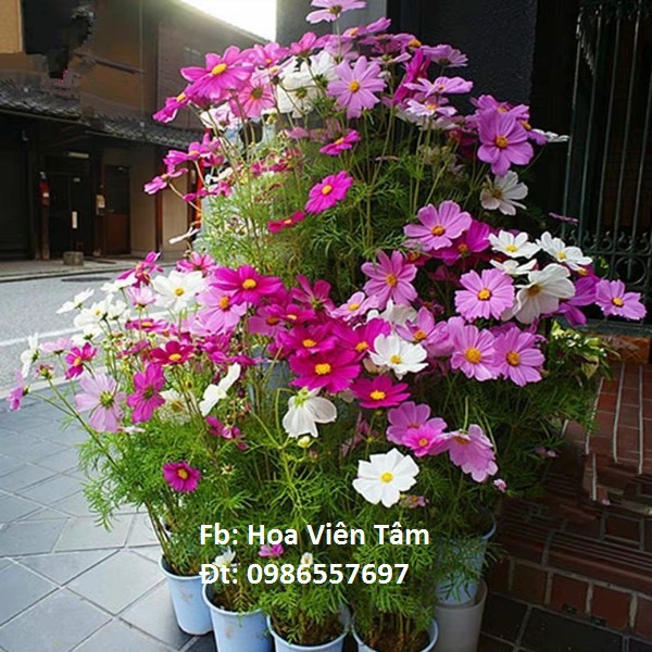 50 Hạt Hoa Cánh bướm, Sao Nhái
