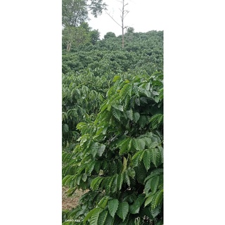 Cây cà phê vối TR4 (cao sản)
