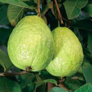 Cây giống ổi lê trái to (đã có bông trái).