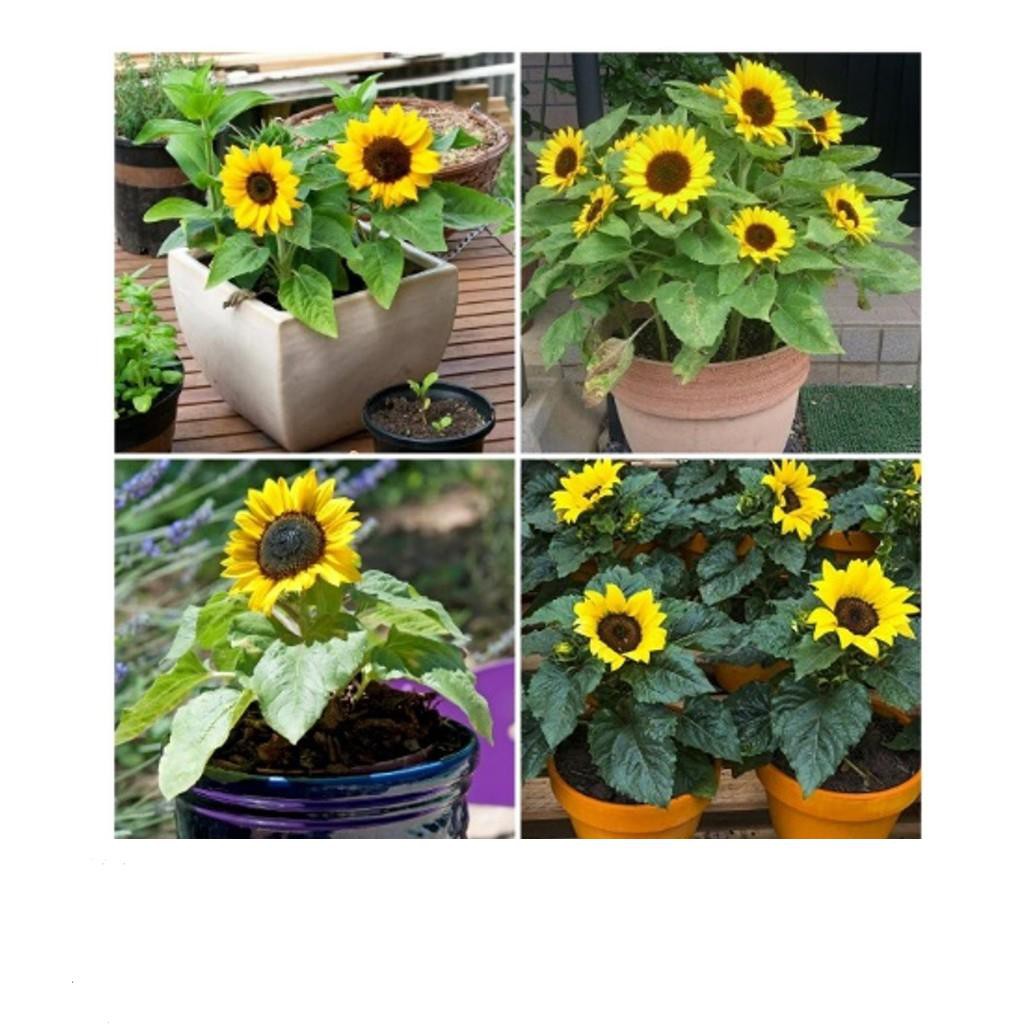 Hạt Giống Hoa Hướng Dương Lùn  ĐẾN MÙA TRỒNG TẾT KHUYẾN MẠI SHOP MỚI HẠ GIÁ SỈ