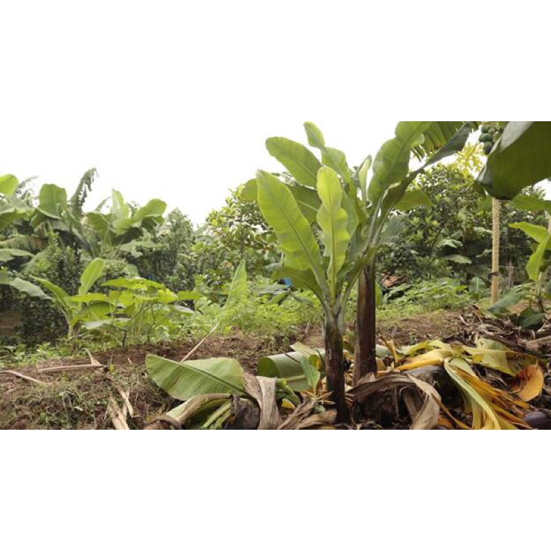 cây chuối tiêu giống cổ