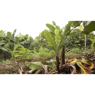 Cây chuối tiêu giống cổ