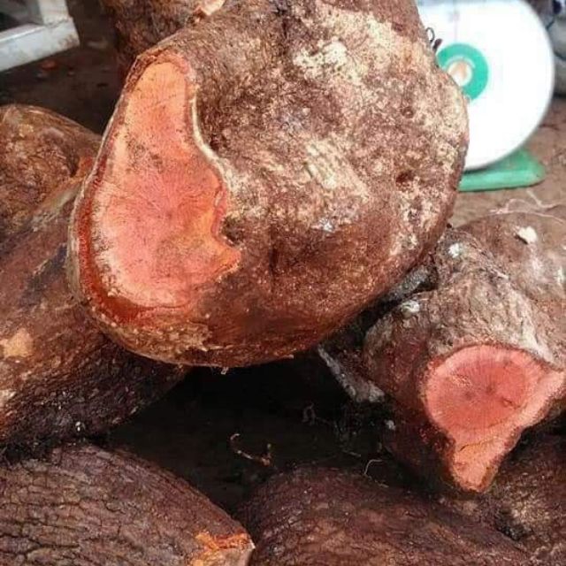 Combo 2kg tầm gửi nghiến tươi