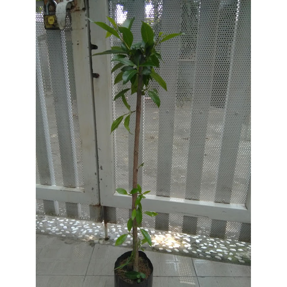 Cây vối - Cao khoảng 80cm