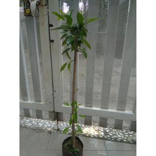 Cây vối - chiều cao khoảng 80cm (freeship)