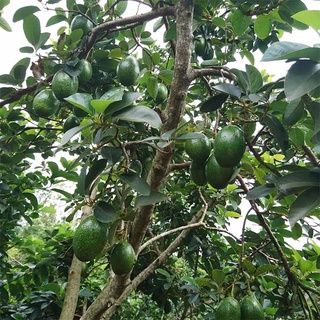 CÂY GIỐNG BƠ TRỒNG CHẬU. [ CÂY GHÉP CHO QUẢ SỚM ]. [RẺ HƠN HOÀN TIỀN]