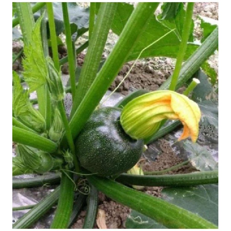 Hạt Giống Bí Ngòi Tròn Xanh Chịu Nhiệt 2gr/gói