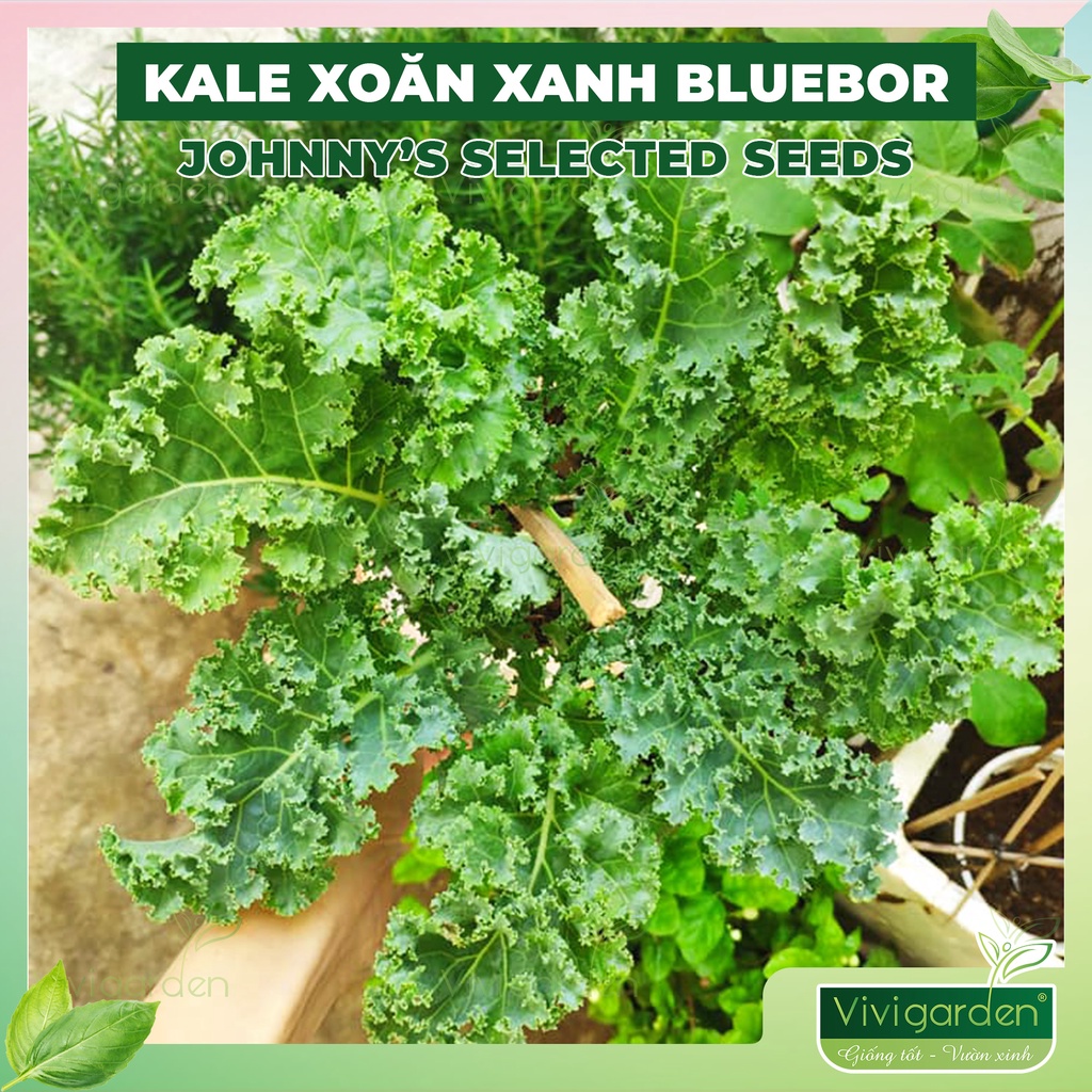 Combo hạt cải kale xoăn xanh Kale Bluebor Mỹ, màu xanh đến xanh ngọc đẹp, ngon dễ trồng và chịu nhiệt tốt