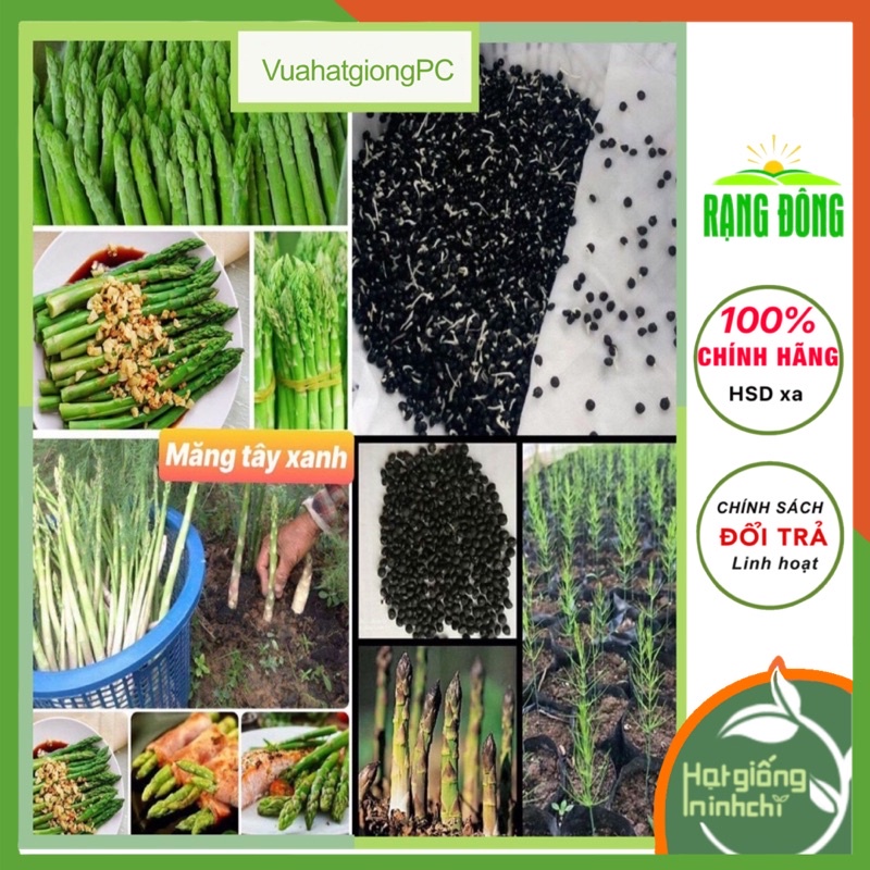 Hạt giống Măng tây xanh F1 chịu nhiệt Rado, gói 0,2g, Rau củ quả trồng sân thượng, ban công.