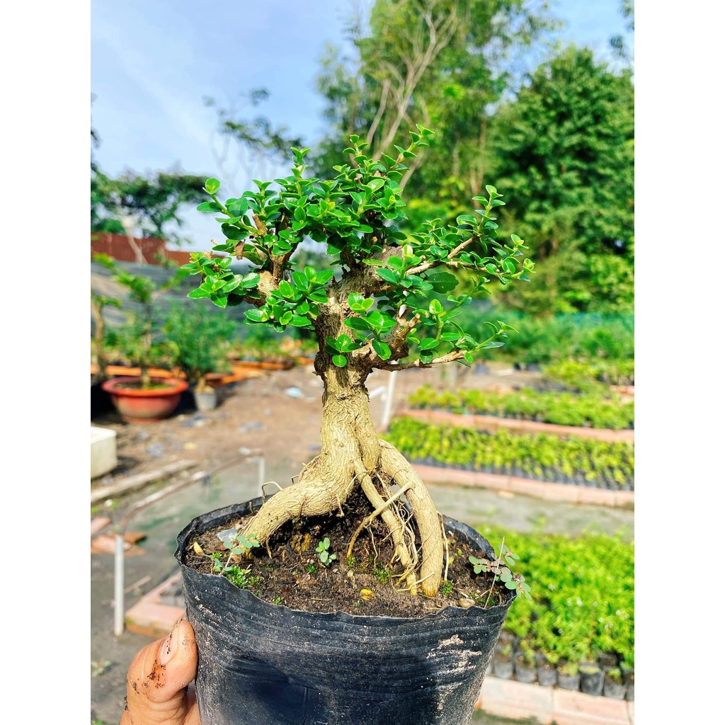 Sam hương bonsai size trung cây 3-5 năm tuổi, để bàn, trang trí bàn làm việc, bàn trà