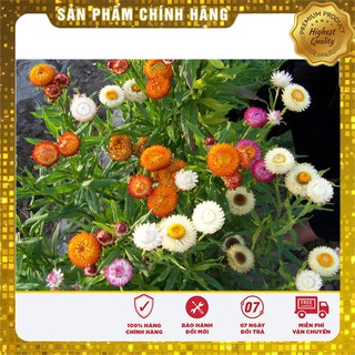 HẠT GIỐNG HOA CÚC BẤT TỬ NHIỀU MÀU